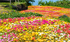 豆海洋公園四季の花公園
